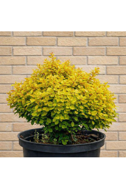 Berberis thunbergii Goldalita літнє забарвлення листя